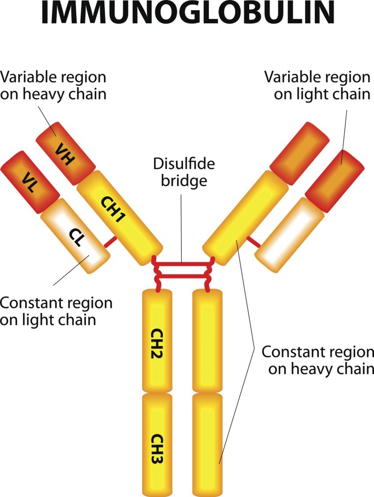 Figure 1. Antibody structure